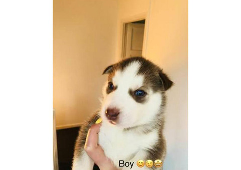 4 left pure breed Siberian Husky Puppies