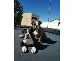 2 Olde English bulldog puppy for sale - 1