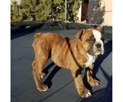 2 Olde English bulldog puppy for sale - 2