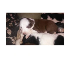 We have 10 Border Collie puppies for sale - 1
