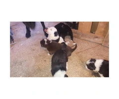We have 10 Border Collie puppies for sale - 2