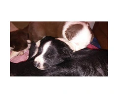 We have 10 Border Collie puppies for sale - 3