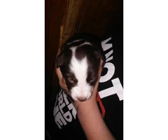 We have 10 Border Collie puppies for sale - 4