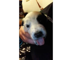 We have 10 Border Collie puppies for sale - 5