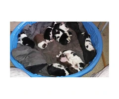 We have 10 Border Collie puppies for sale - 6