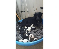 We have 10 Border Collie puppies for sale - 7