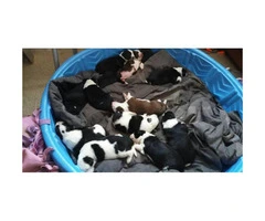 We have 10 Border Collie puppies for sale - 9