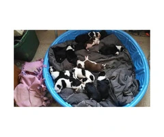 We have 10 Border Collie puppies for sale - 10