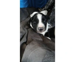We have 10 Border Collie puppies for sale - 11