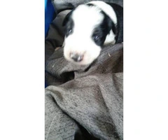 We have 10 Border Collie puppies for sale - 12