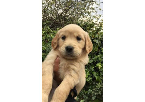 8 weeks old golden retriever puppies 3 males and 3 females available