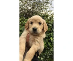 8 weeks old golden retriever puppies 3 males and 3 females available - 1