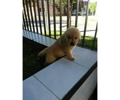 8 weeks old golden retriever puppies 3 males and 3 females available - 2