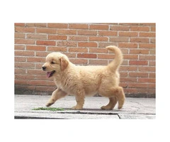 8 weeks old golden retriever puppies 3 males and 3 females available - 3