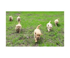 8 weeks old golden retriever puppies 3 males and 3 females available - 4