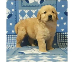 8 weeks old golden retriever puppies 3 males and 3 females available - 5