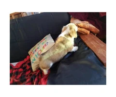 One Male corgi puppy for sale - 3