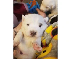 8 Australian shepherd mix puppies for sale - 1