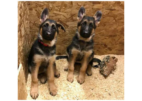 3.5 months old GSD puppies for sale