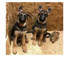 3.5 months old GSD puppies for sale