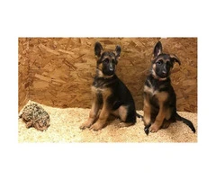 3.5 months old GSD puppies for sale - 2