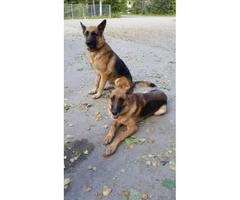 3.5 months old GSD puppies for sale - 3