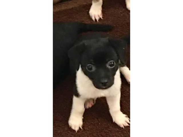 mixed breed puppies for sale near me