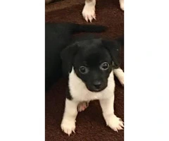 Adorable mixed puppy for sale