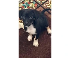 Adorable mixed puppy for sale - 2