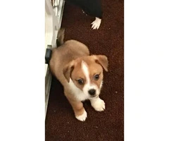 Adorable mixed puppy for sale - 3