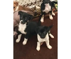 Adorable mixed puppy for sale - 4