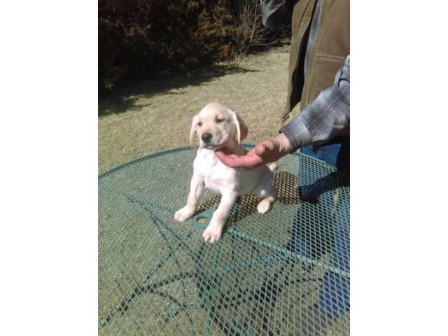 Buy Yellow lab puppies for sale $600 in Mississippi USA