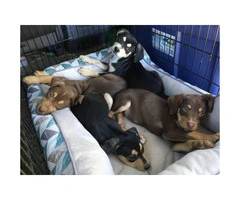 Cur Puppies Available