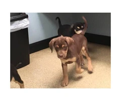 Cur Puppies Available - 3