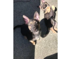 2 purebred male GSD puppies left