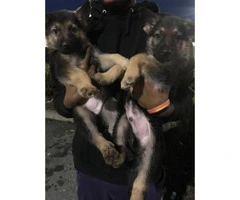 2 purebred male GSD puppies left - 2
