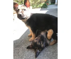 2 purebred male GSD puppies left - 5