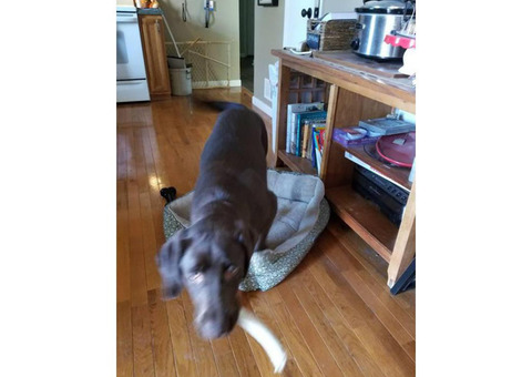AKC chocolate labrodor puppy 6 month old  for sale