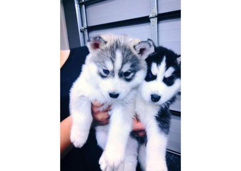Siberian Husky