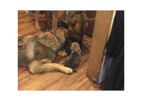8 Rhodesian ridgeback/shepherds for Sale