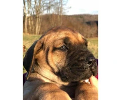 English Mastiff Puppies is going to be 2 months old - 2