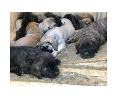English Mastiff Puppies is going to be 2 months old - 4