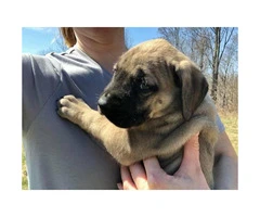English Mastiff Puppies is going to be 2 months old - 5