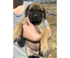 English Mastiff Puppies is going to be 2 months old - 6