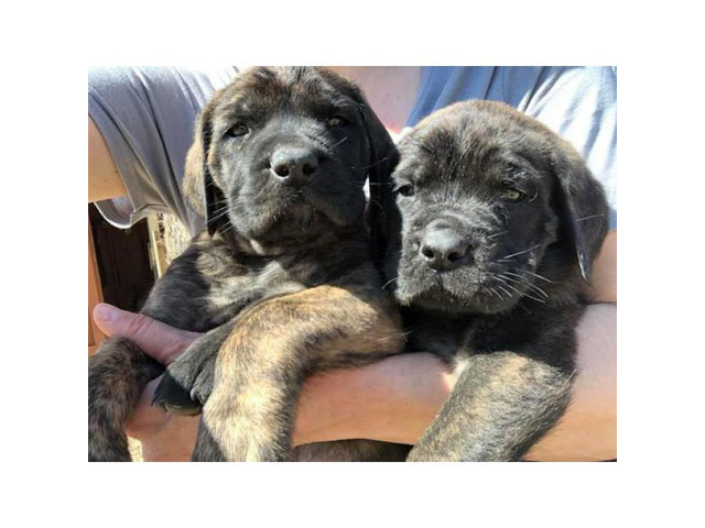 English Mastiff Puppies is going to be 2 months old in