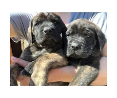 English Mastiff Puppies is going to be 2 months old - 7