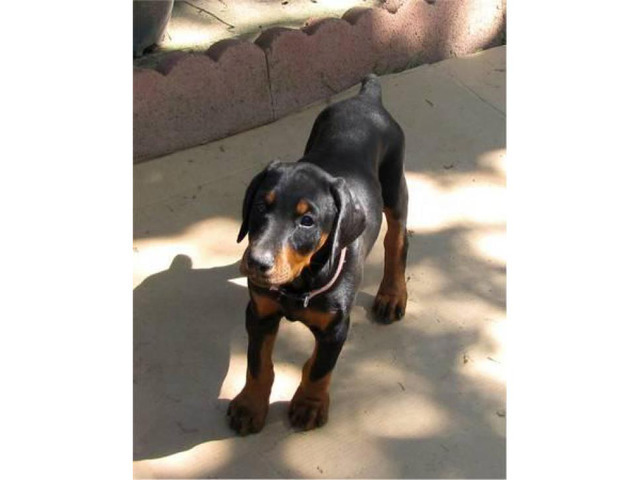 Family AKC DOBERMAN PUPPIES in Sacramento, California - Puppies for