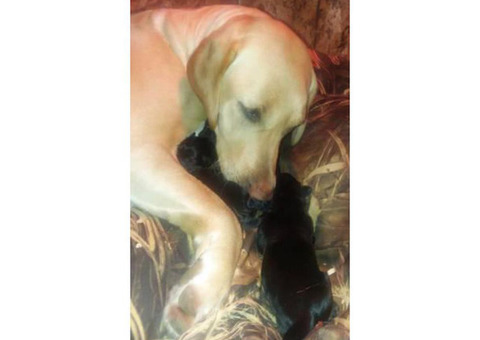 ONLY 2 left AKC Labrador puppies