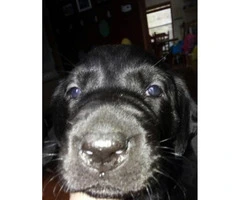 ONLY 2 left AKC Labrador puppies - 4