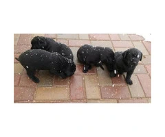 ONLY 2 left AKC Labrador puppies - 5